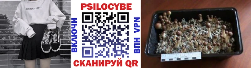 закладка  Кириши  Псилоцибиновые грибы мицелий 